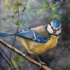 Blue Tit